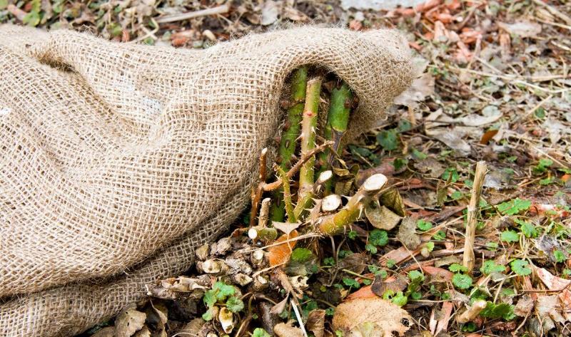Some burlap over top of a trimmed back rose bush.