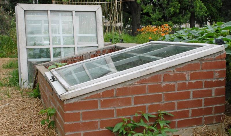 A cold frame made from old windows for a brick plant bed.