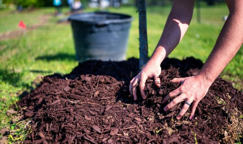A person spreading mulch around the base of a small tree with their hands.