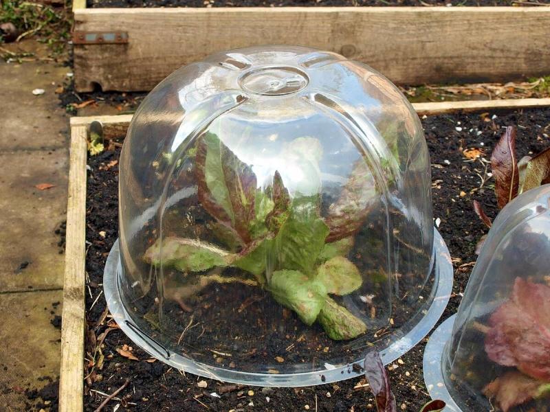 A plastic cloche over a single plant in a raised bed.