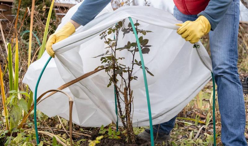 A person putting a protective cover over a young tree.