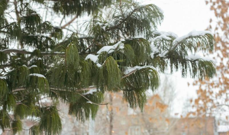 The branches of an evergreen tree, some snow on them.