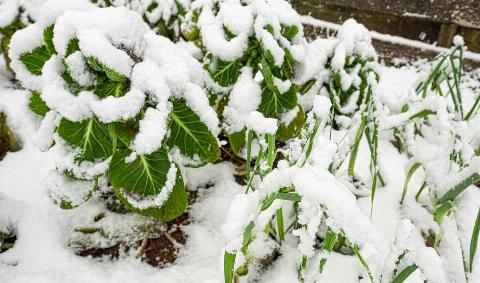A close photo of some bright green plants covered in snow.