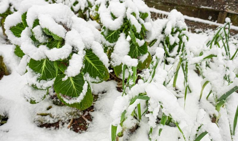 A close photo of some bright green plants covered in snow.