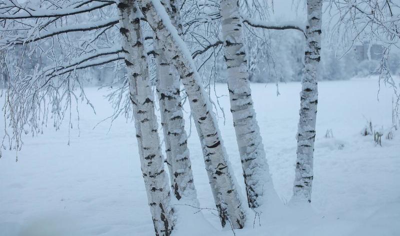 A grouping of bird trees in the snow.