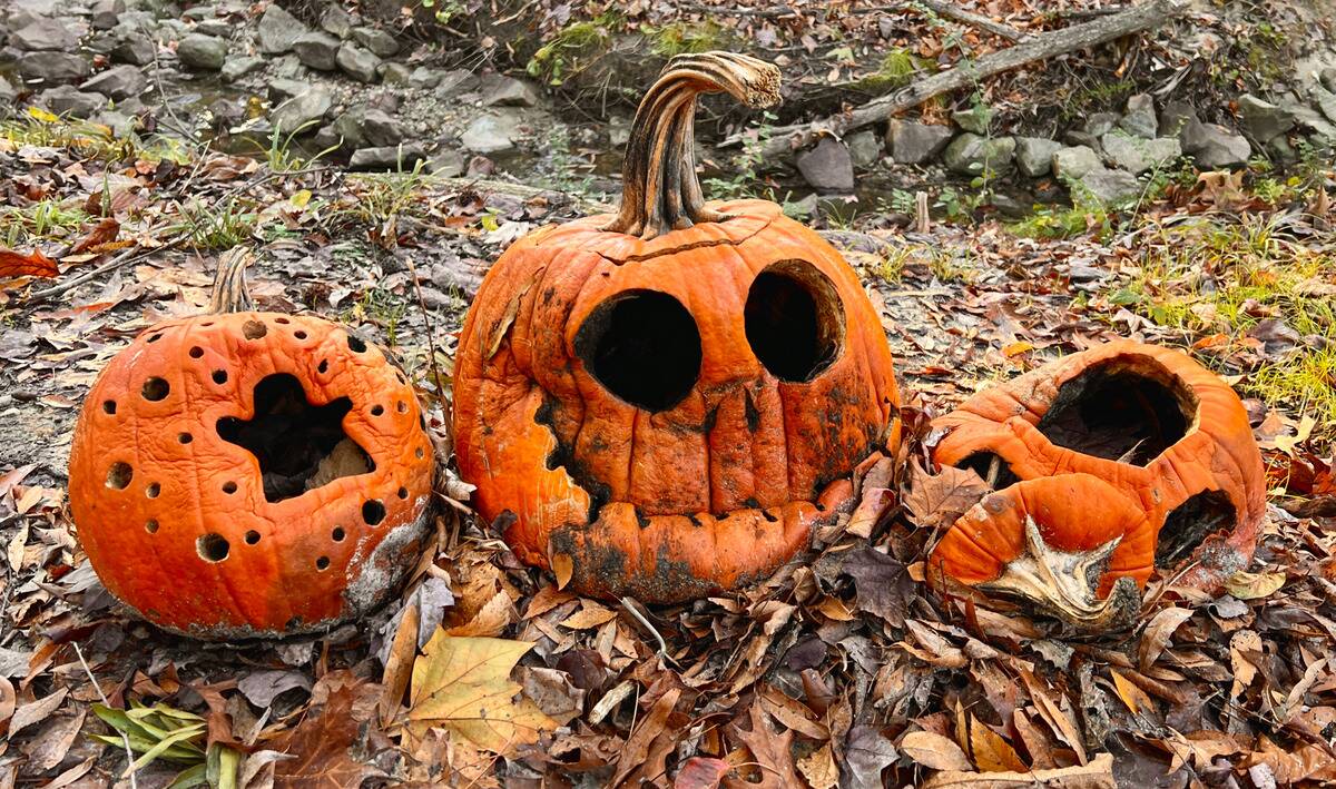 Three jack-o-lanterns on the forest floor, all in different stages of decomposition.