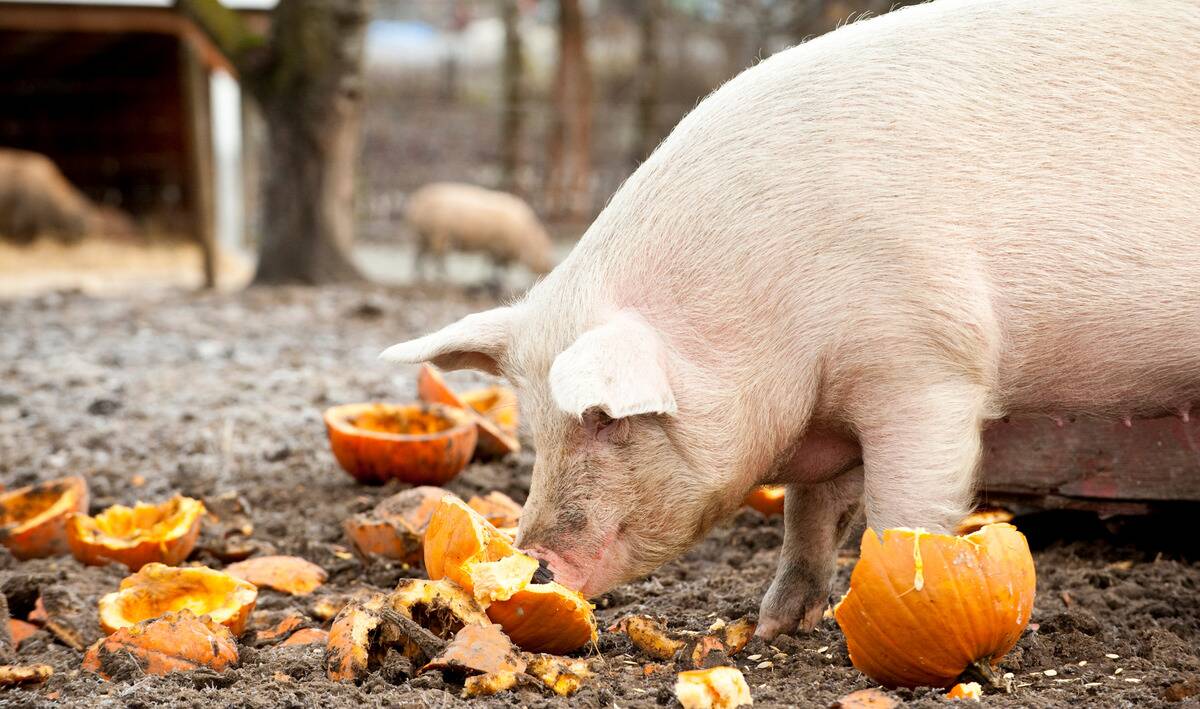 A pig eating some pumpkins.