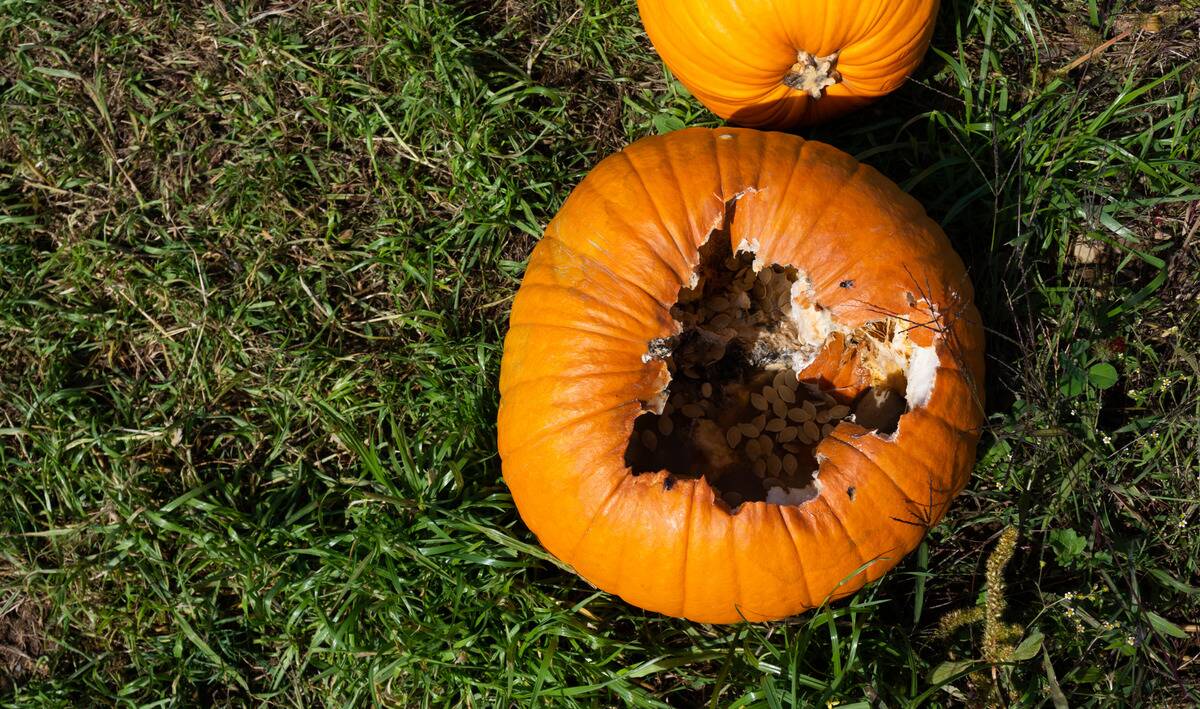 An above shot of a pumpkin whose top is rotting in/has been eaten by animals.