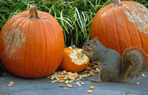 A squirrel eating a pumpkin.