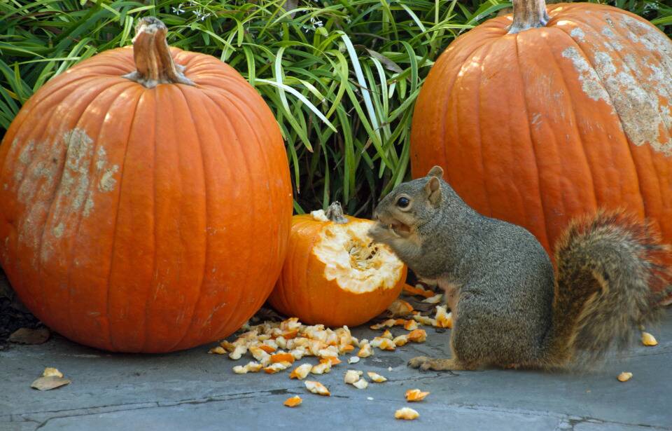 A squirrel eating a pumpkin.