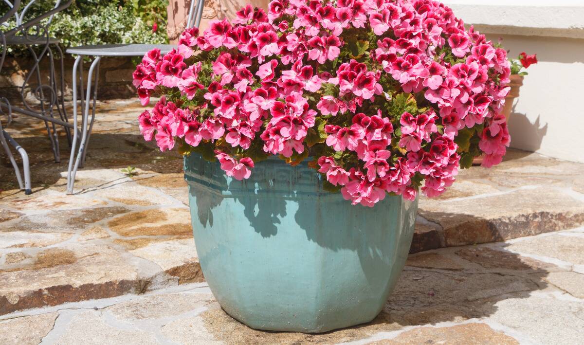 A blue ceramic planter with a large bush of pink flowers on top.