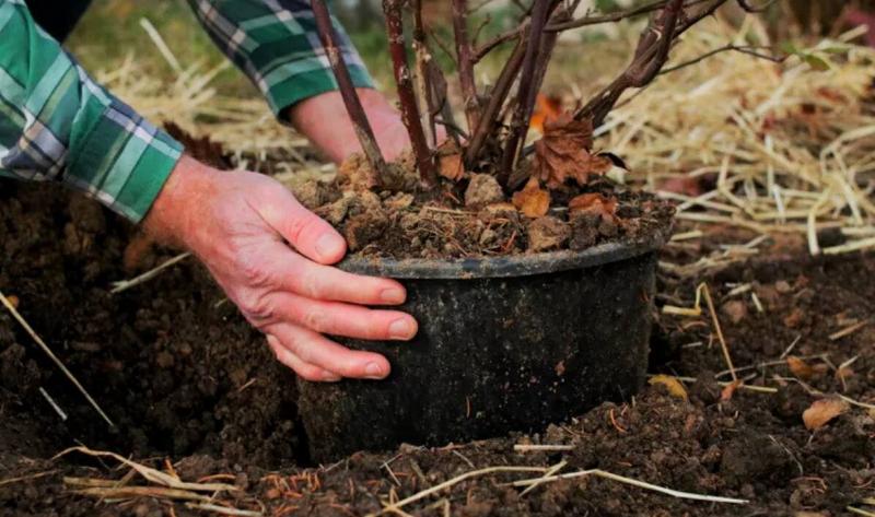 A pair of hands putting a planter into the ground into a hole they dug.