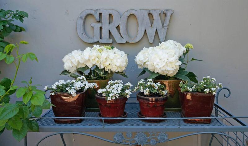 A collection of small planters on a metal tray with holes in it to allow airflow.