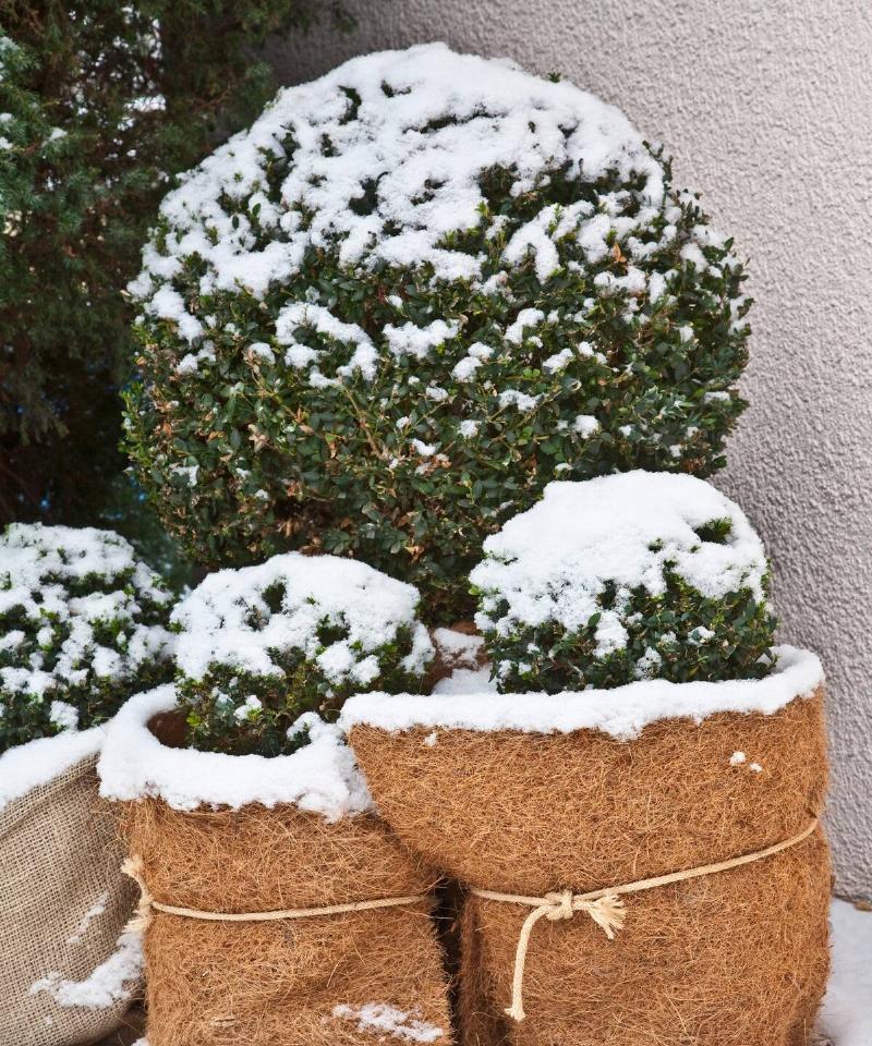 Large planters with shrubs in them, a thick layer of burlap around them.