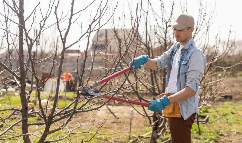 A man using long-handled pruning sheers to cut a branch.