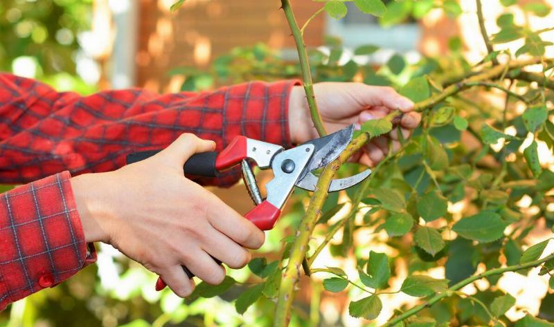 A closeup of a pair of pruning shears being used on a branch.