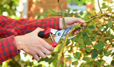 A closeup of a pair of pruning shears being used on a branch.