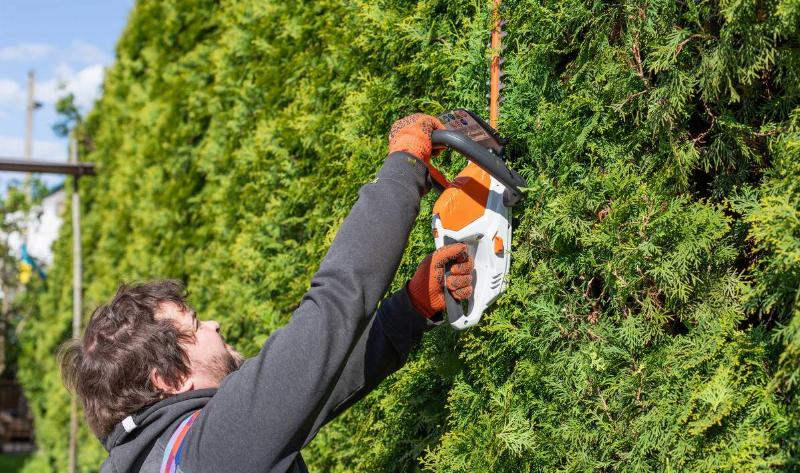 A man using a chainsaw on a tall hedge.