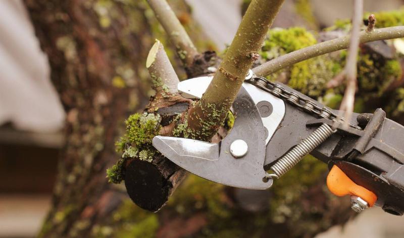 A closeup of a pair of pruning shears being used on a tree branch.