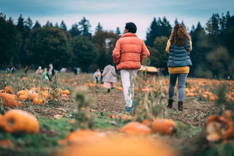 People walking through pumpkin patch.