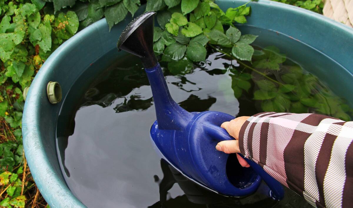 A woman's hand dunking a watering can into a rain barrel.