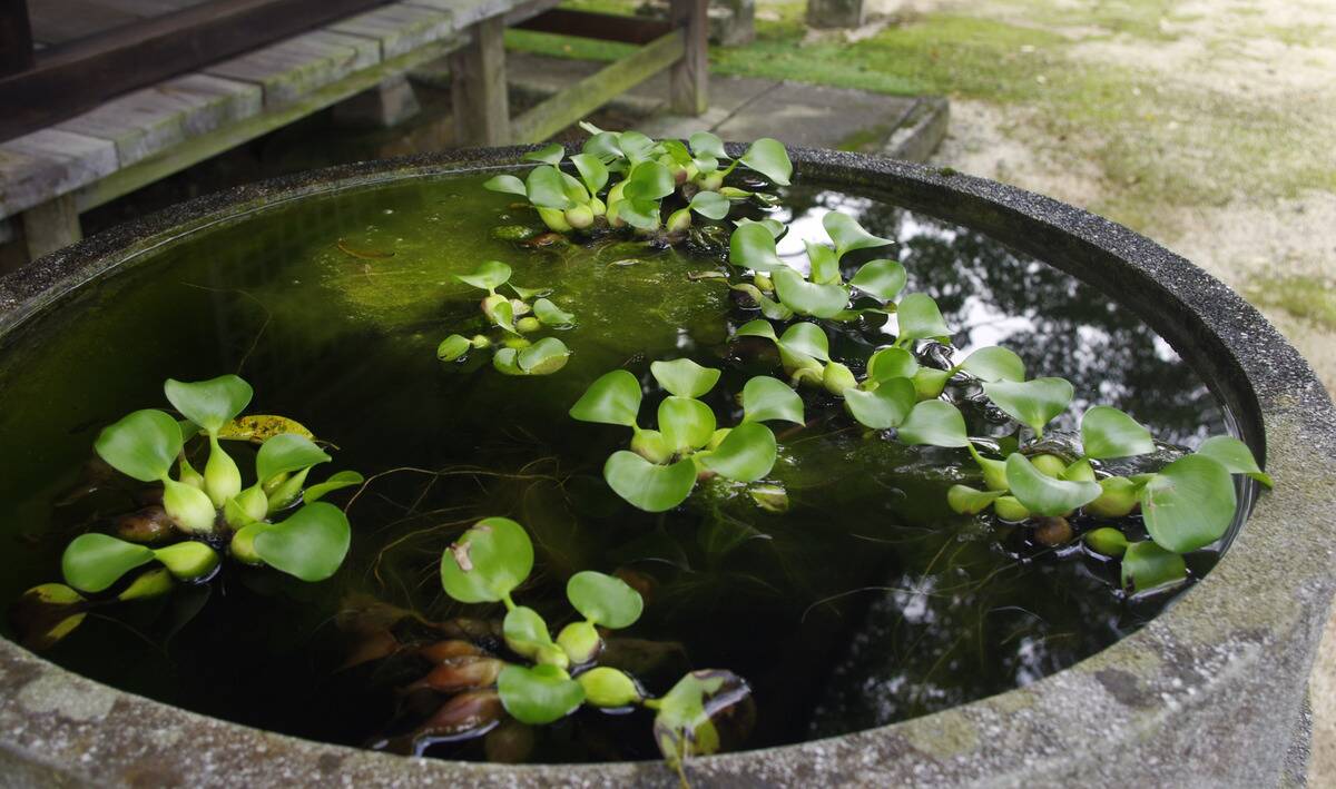 A rain barrel with plants and algae growing.