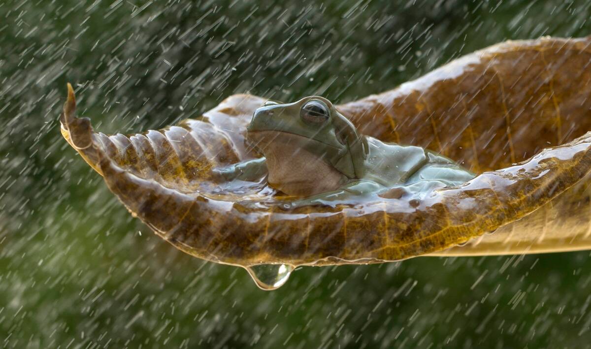 A frog sitting in a leaf while it rains.