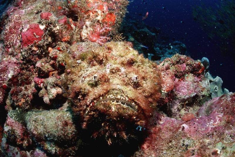 Reef stonefish, Synanceia verrucosa, Maldives Island, Indian Ocean, Ari Atol