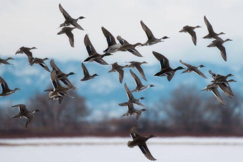 Flock of birds migrating through a winter landscape.