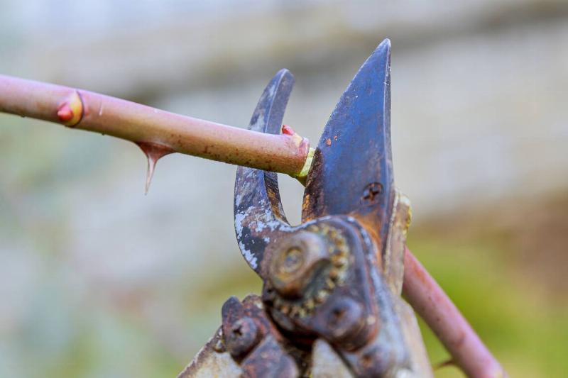 Rusty clippers used for pruning.
