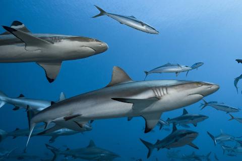 Group of grey reef shark (Carcharhinus amblyrhynchos) and blacktip reef sharks (Carcharhinus melanopterus) swimming at the famous dive site, La Vallée Blanche, on February 25, 2018, Tahiti, French Polynesia, Pacific Ocean.