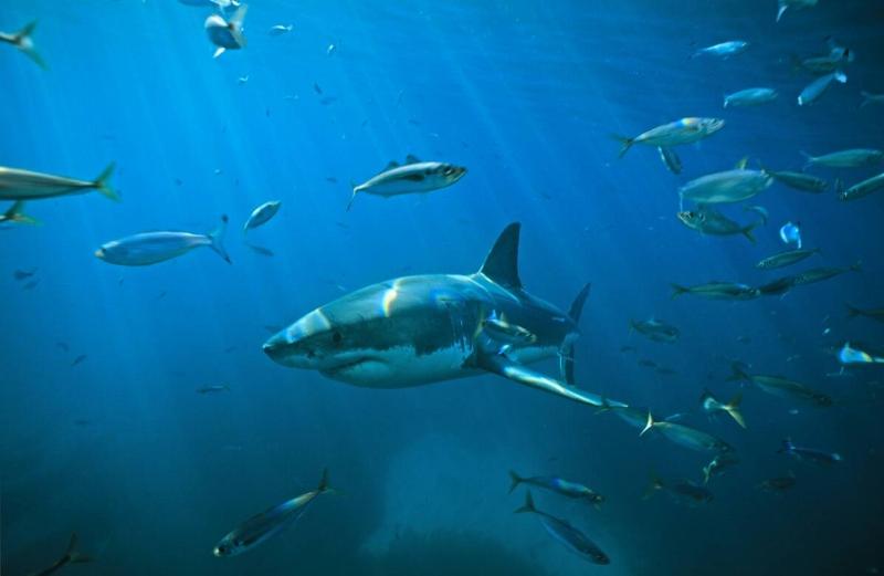 Great white shark (Carcharodon carcharias), swimming through a school of Tommy roughs (Arripis georgianus). Neptune islands, South Australia.