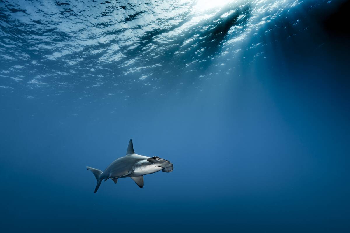 A hammerhead shark (Sphyrna lewini) swimming near Daedalus Island on May 01, 2017, off the coast of Egypt, Red Sea.