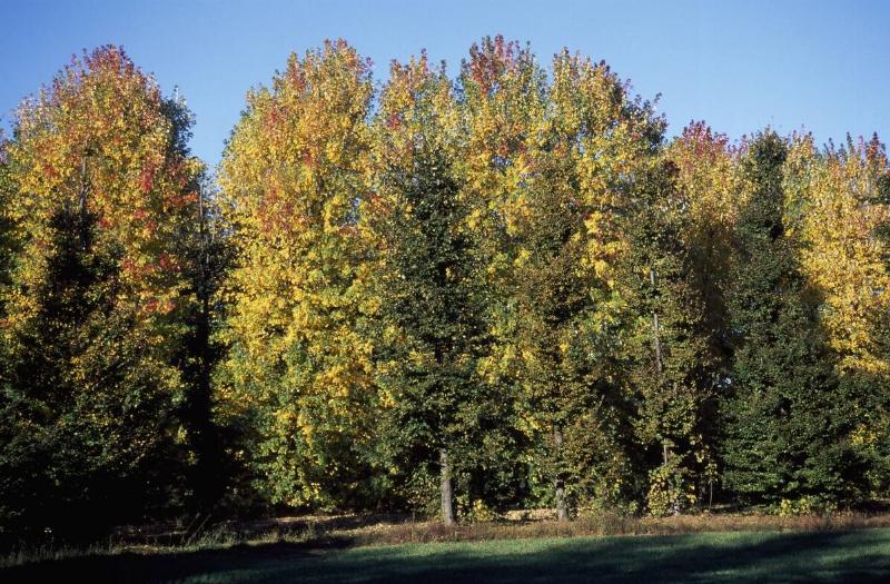 Silver Maple specimens (Acer saccharinum), Aceraceae-Sapindaceae, Lombard plain. Italy.