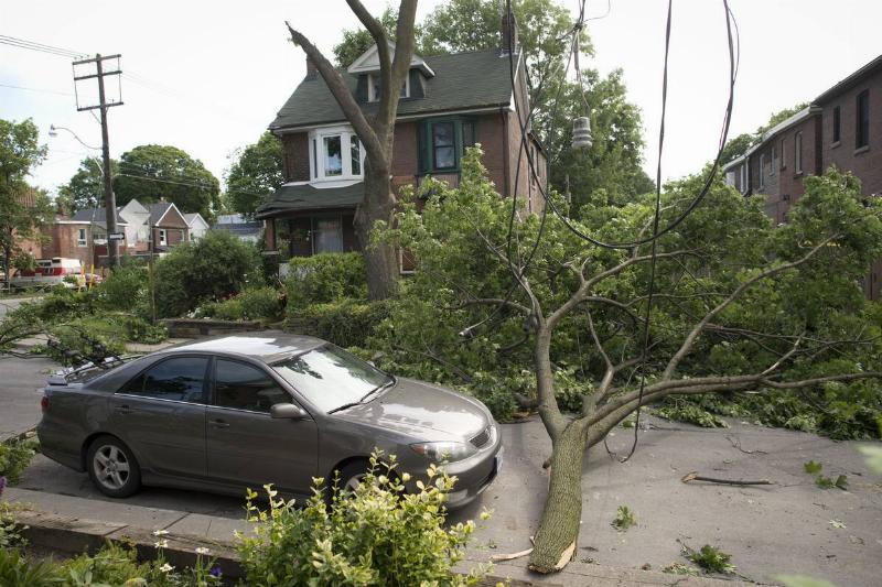 Downed trees continues to block Bertmount Ave. Saturday morning following Friday's storm.