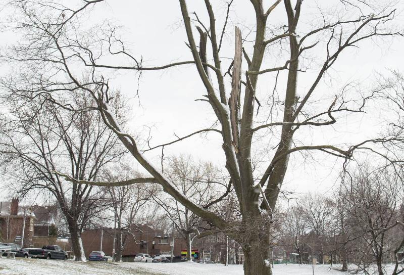 A Norway Maple tree located on in Riverdale Park east on Broadview Avenue in Toronto, Ontario.
