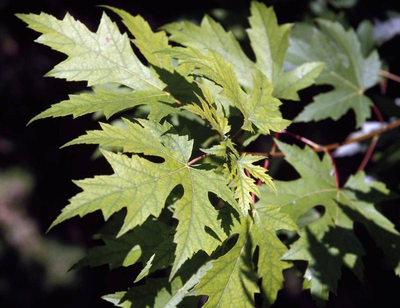Silver Maple leaves.