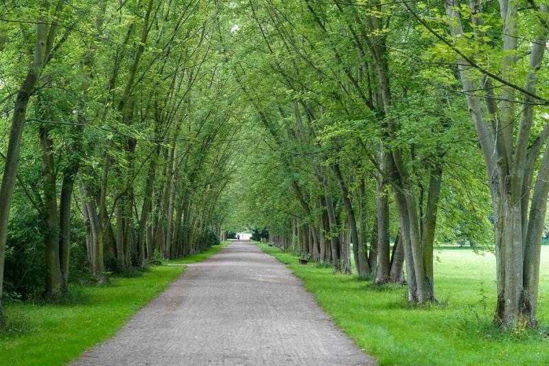 The silver maple avenue in the Volkspark Kleinzschocher. The Volkspark Kleinzschocher is an urban park in the southwest of Leipzig.