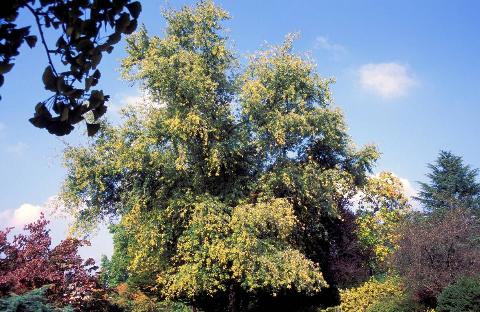 Acer saccharinum