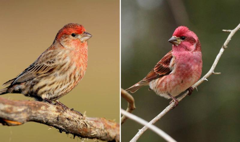 On the left is an house finch, on the right is a purple finch.