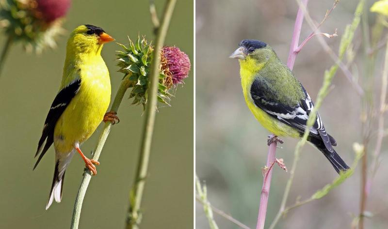 On the left is an american goldfinch, on the right is an lesser goldfinch.