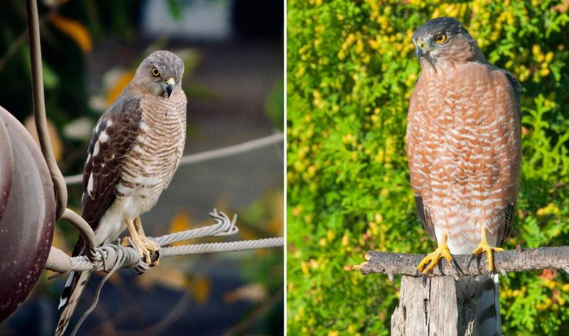 On the left is an sharp shinned hawk, on the right is an coopers hawk.