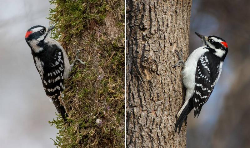 On the left is an downy woodpecker, on the right is an hairy woodpecker.