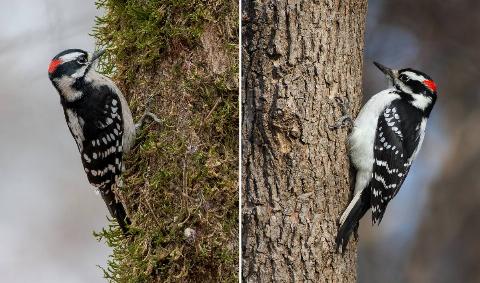 On the left is an downy woodpecker, on the right is an hairy woodpecker.