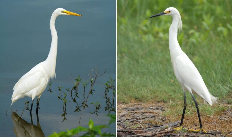 On the left is an great egret, on the right is a snowy egret.