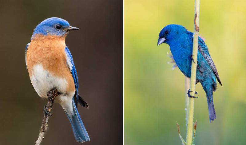 On the left is an eastern bluebird, on the right is an indigo bunting.