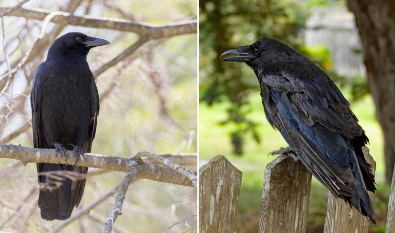 On the left is an american crow, on the right is a common raven.