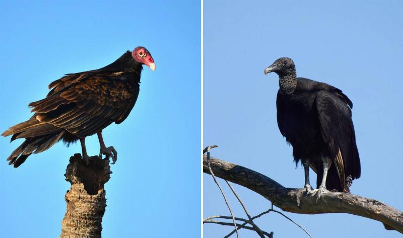 On the left is a turkey vulture, on the right is an black vulture.