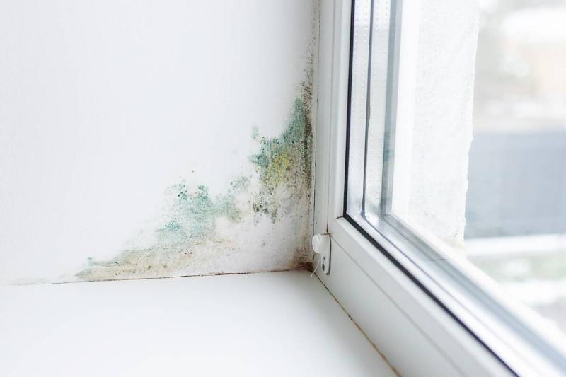 Moisture and mold by a window.