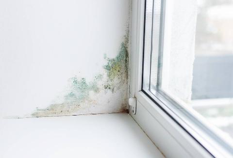 Moisture and mold by a window.